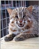 leopard cat (Prionailurus bengalensis)