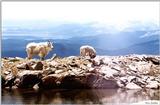 Mountain Goats