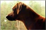 Posting dogs - rodesian.jpg(1/1) 13112 bytes