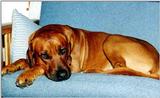 Posting dogs - rodesian2.jpg(1/1) 31442 bytes