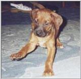 Posting dogs - rod72.jpg(1/1) 19243 bytes