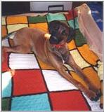 Posting dogs - rod7s2.jpg(1/1) 26729 bytes