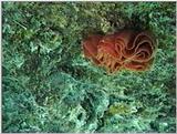 Spanish Dancer eggs rose1.jpg and rose2.jpg