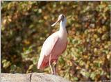 Roseate Spoonbill 1