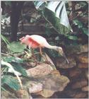 Roseate Spoonbill