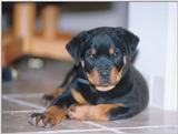Rotten Rottie Puppy :-)