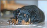 Rotten Rottie Puppy :-)