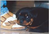 Rottie Pup