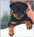 Rottie Pup