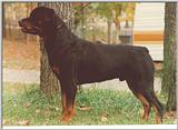 Rotweiler - rotw05.jpg