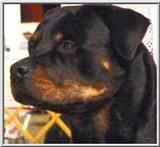 Posting dogs - rott head.jpg.jpg(1/1) 3767 bytes