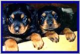 Posting dogs - rottweiler pupps.jpg(1/1) 11622 bytes