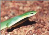 Rough Green Snake