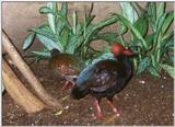 Roul-roul Partridge = crested wood partridge (Rollulus rouloul)