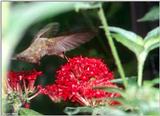 Ruby Throated Hummingbird