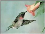 Re: Hummingbirds Please  - Hummingb.gif
