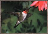 Hummingbird - Ruby-throat