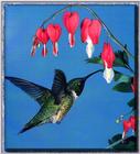 Hummingbird - Ruby-throat