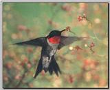 Hummingbird - Ruby-throat