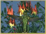 Hummingbird - Ruby-throat