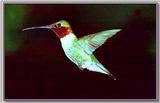 Hummingbird - Ruby-throat