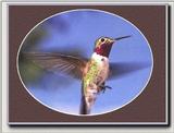 Hummingbird - Ruby-throat