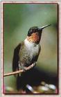 Hummingbird - Ruby-throat