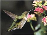 Re: REQ: chipmunks, deer, hummingbirds - Ruby-throated Hummingbird 42