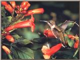 Re: REQ: chipmunks, deer, hummingbirds - Ruby-throated Hummingbird 48