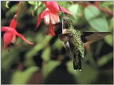 Re: REQ: chipmunks, deer, hummingbirds - Ruby-throated Hummingbird 61