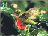Re: REQ: chipmunks, deer, hummingbirds - Ruby-throated Hummingbird 67