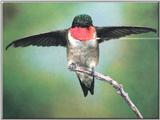 Hummingbird - Ruby-throated Hummingbird 77