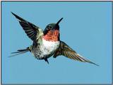 Hummingbird - Ruby-throated Hummingbird 86