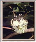 Hummingbirds - Ruby-throated