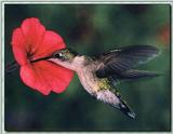 Hummingbird - Ruby-throat