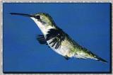 Hummingbird - Ruby-throat