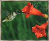 Hummingbird - Ruby-throat