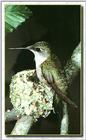 Hummingbird - Ruby-throat