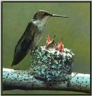 Ruby-throated Hummingbird - Female  (6)