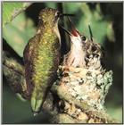 Hummingbird - ruby-throated hummingbird female 11