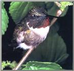 Re: REQ:  More Hummingbirds? - ruby-throated hummingbird male 00