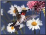 Re: REQ:  More Hummingbirds? - ruby-throated hummingbird male 04