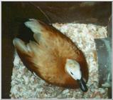 Ruddy Shelduck in nesting box