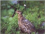 New -- Ruffed Grouse