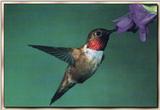 Hummingbird - Rufous