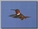 Hummingbird - Rufous