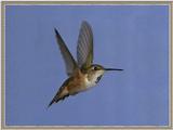 Hummingbird - Rufous