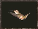 Hummingbird - Rufous