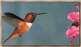 Hummingbird - Rufous