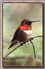 Hummingbird - Rufous